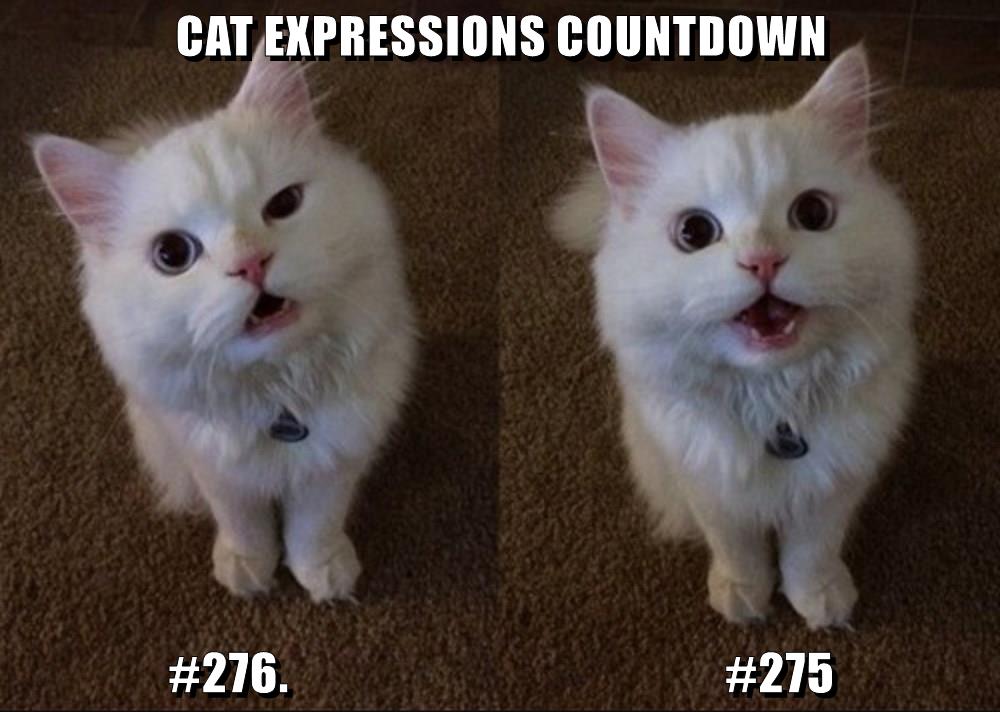 It never ends - Lolcats - lol | cat memes | funny cats | funny cat ...