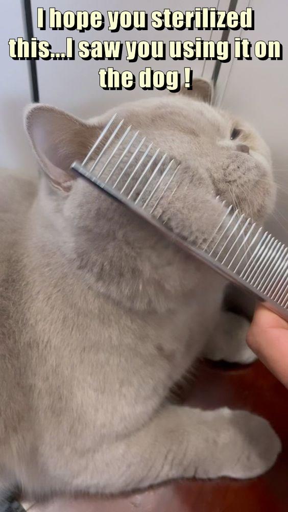 They don't even bathe themselves Lolcats lol cat memes funny