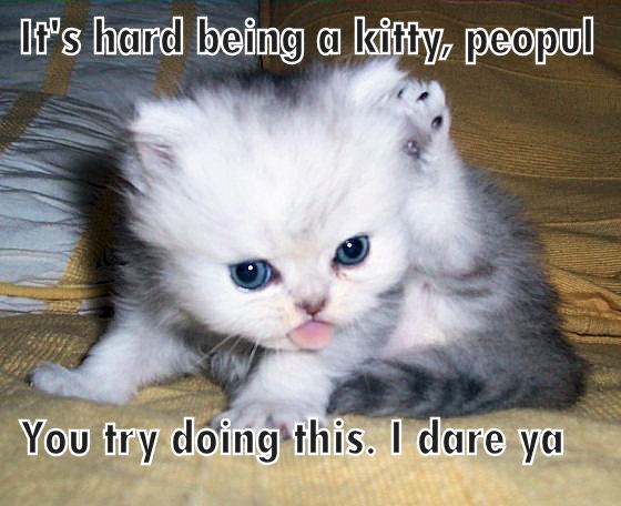 Ooo. No, can't do that - Lolcats - lol | cat memes | funny cats | funny ...