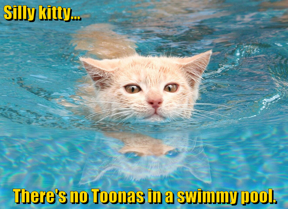 Bamboozled again Lolcats lol cat memes funny cats funny cat