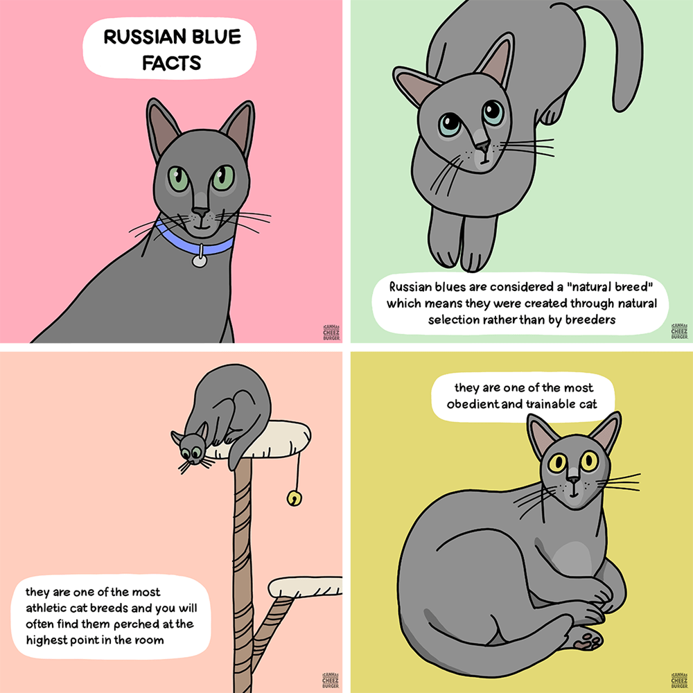 Fun facts about 2024 russian blue cats