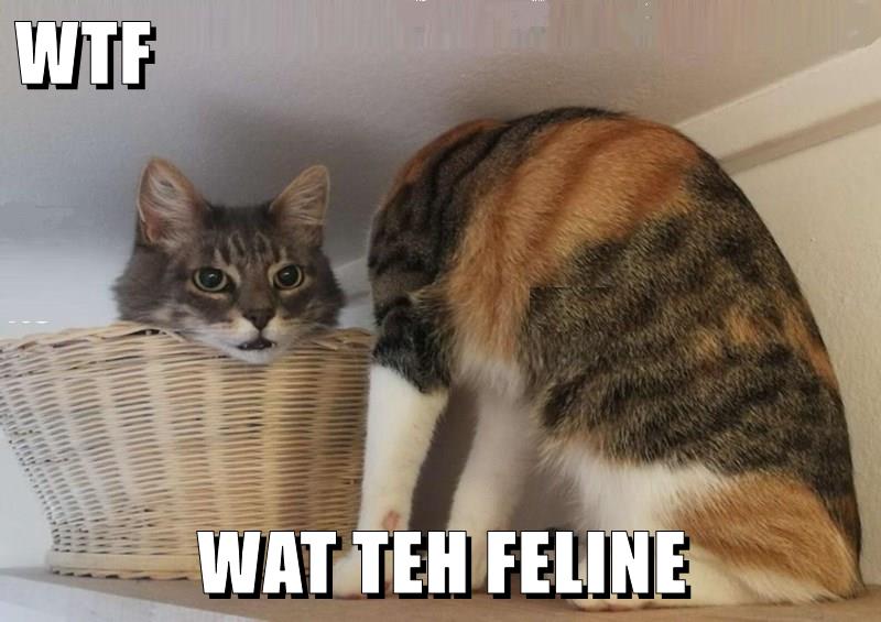 Wat the feline - Lolcats - lol | cat memes | funny cats | funny cat ...