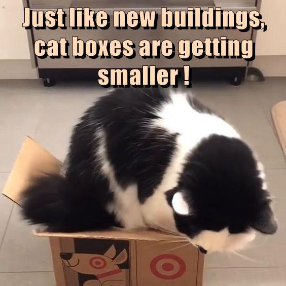 Or We're Getting Bigger - Lolcats - Lol 