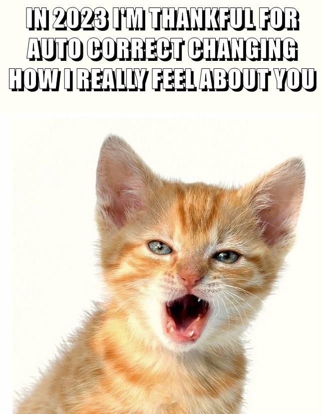 CAT FACE - Lolcats - lol, cat memes, funny cats