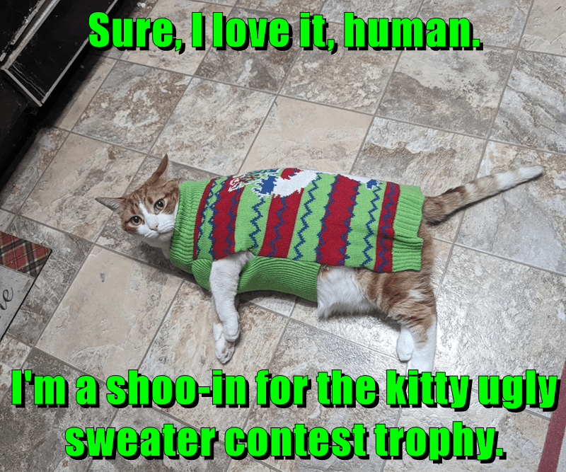 A shooin Lolcats lol cat memes funny cats funny cat pictures