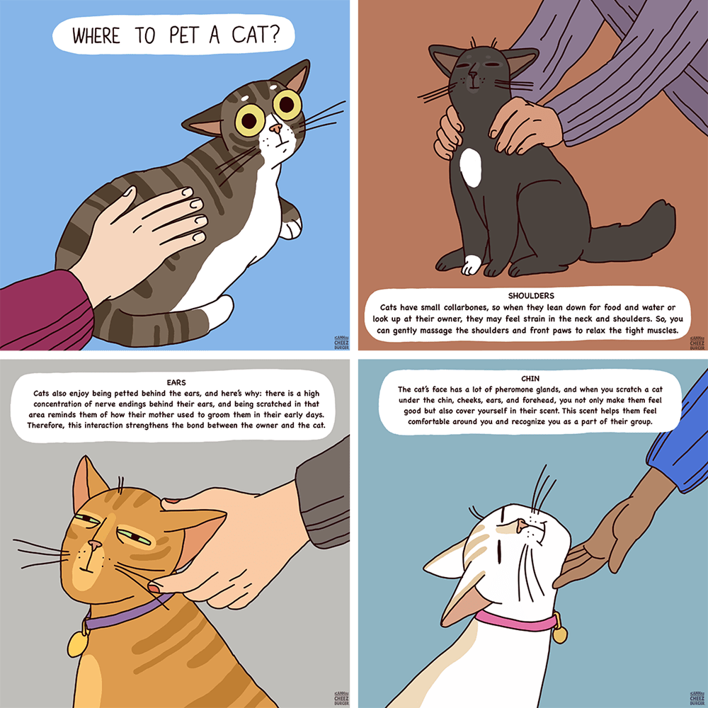 Where To Pet A Cat I Can Has Cheezburger 