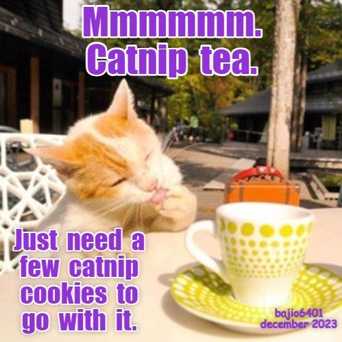 Tea time - Lolcats - lol | cat memes | funny cats | funny cat pictures ...