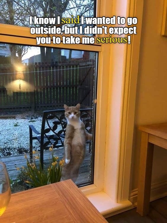 Let me! And this time I am serious! - Lolcats - lol | cat memes | funny ...