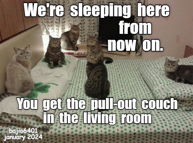 We expect breakfast in bed, too - Lolcats - lol | cat memes | funny ...