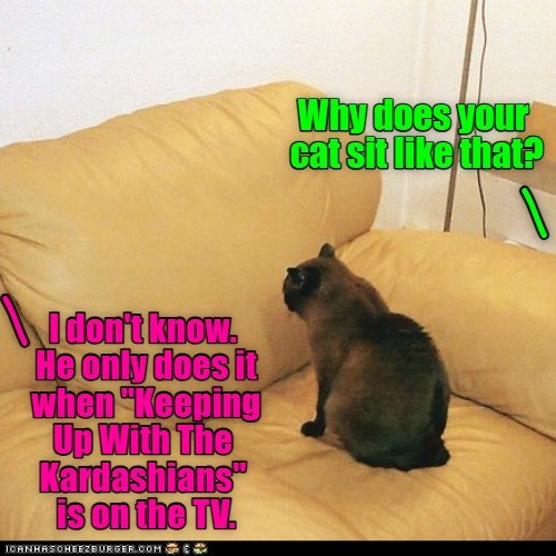 He's got good taste. - Lolcats - lol | cat memes | funny cats | funny ...