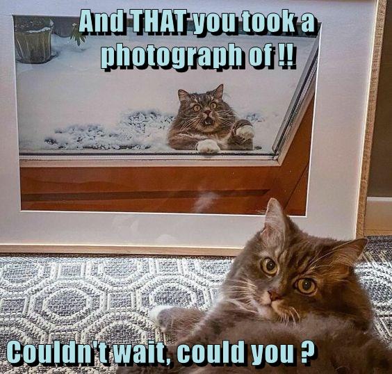 Photogenic - Lolcats - lol | cat memes | funny cats | funny cat ...