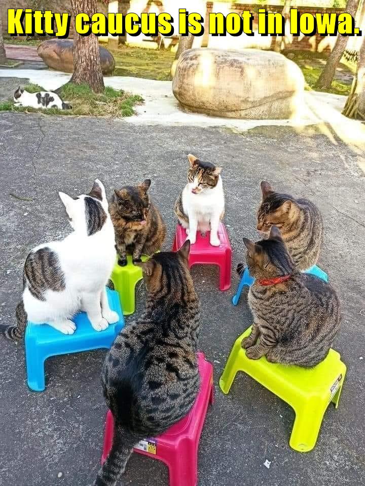 Kitty caucus - Lolcats - lol | cat memes | funny cats | funny cat ...