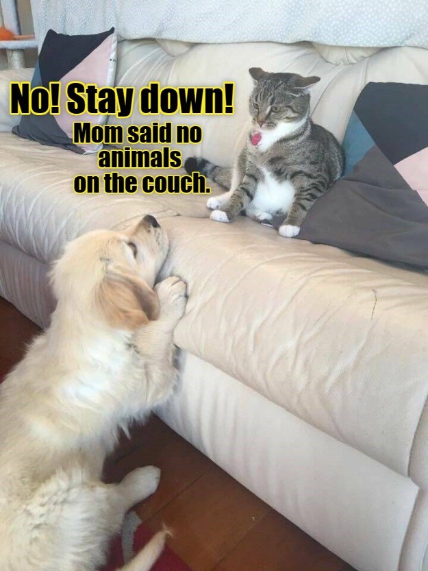 Rules for thee but not for me i can has cheezburger 