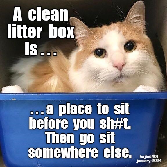 A clean litterbox - Lolcats - lol | cat memes | funny cats | funny cat ...