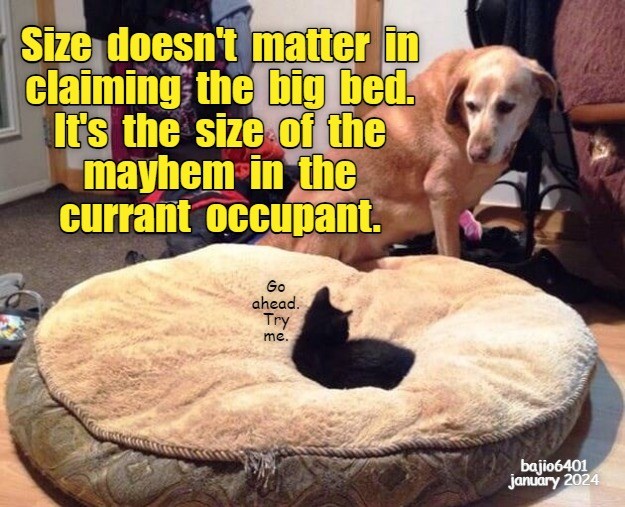 The size of mayhem - Lolcats - lol | cat memes | funny cats | funny cat ...