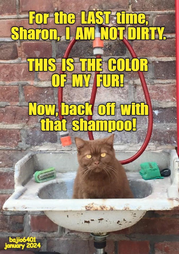 Back off - Lolcats - lol | cat memes | funny cats | funny cat pictures ...