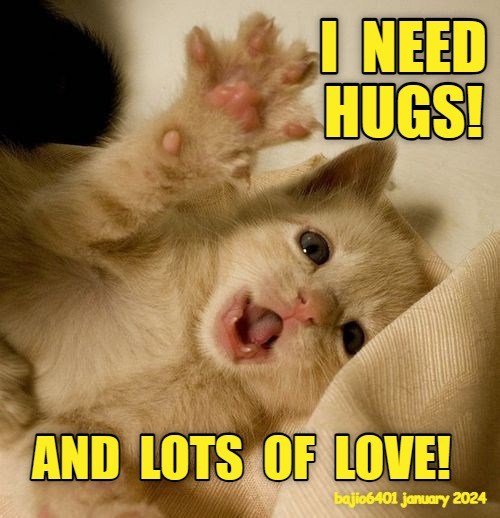 We volunteer! - Lolcats - lol | cat memes | funny cats | funny cat ...