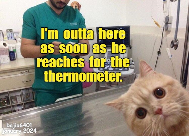 Not the thermometer! - Lolcats - lol | cat memes | funny cats | funny ...