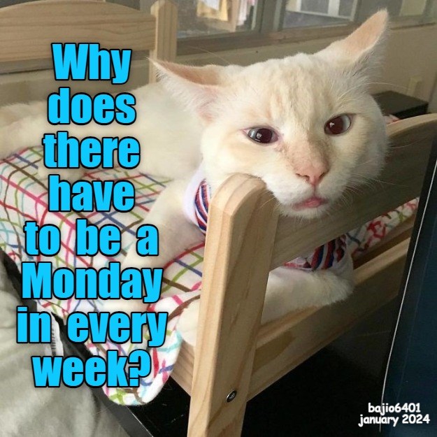 Mondays - Lolcats - lol | cat memes | funny cats | funny cat pictures ...