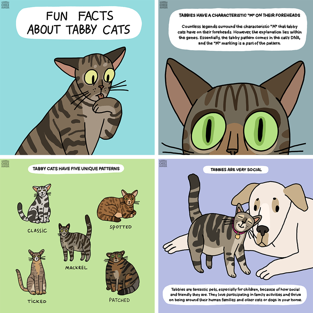 Fun Facts About Tabby Cats - I Can Has Cheezburger?