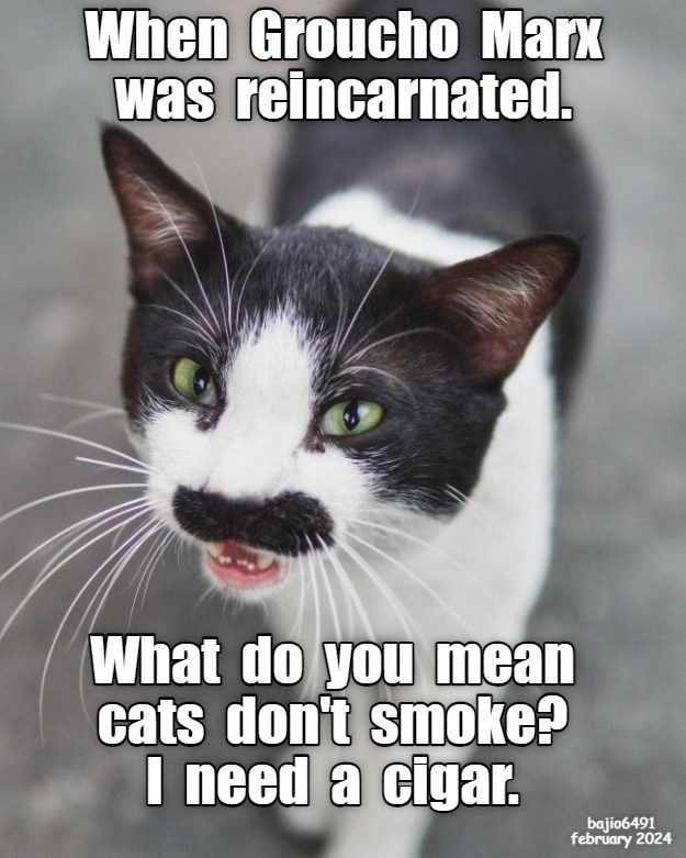 Reincarnation - Lolcats - lol | cat memes | funny cats | funny cat ...
