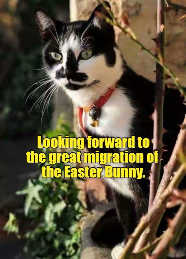 Any day now the'll appear everywhere - Lolcats - lol | cat memes ...