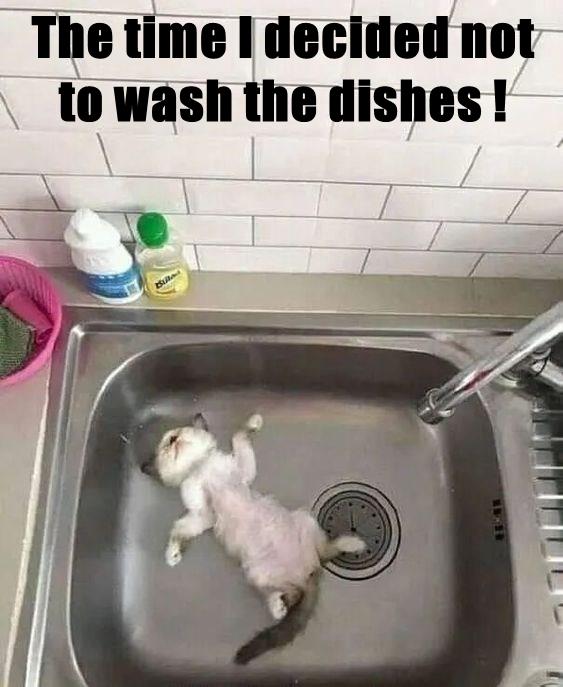 Dishes Lolcats lol cat memes funny cats funny cat pictures