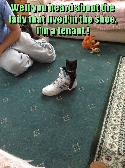 A tenant - Lolcats - lol | cat memes | funny cats | funny cat pictures ...