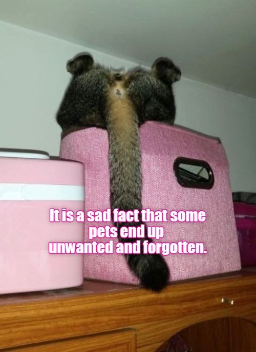 Sad fact - Lolcats - lol | cat memes | funny cats | funny cat pictures ...