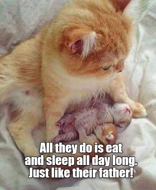 As proper cats do - Lolcats - lol | cat memes | funny cats | funny cat ...