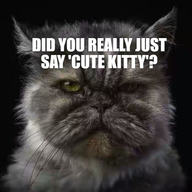 Yes, cute kitty - Lolcats - lol | cat memes | funny cats | funny cat ...