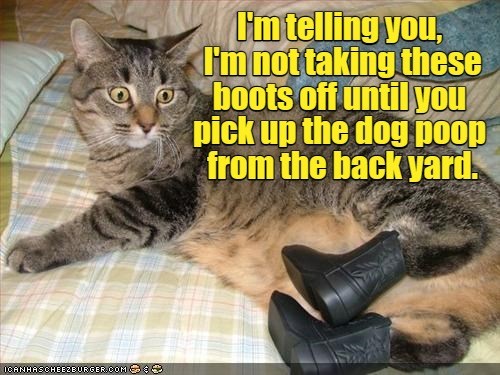 I've stepped in it too many times. - Lolcats - lol | cat memes | funny ...