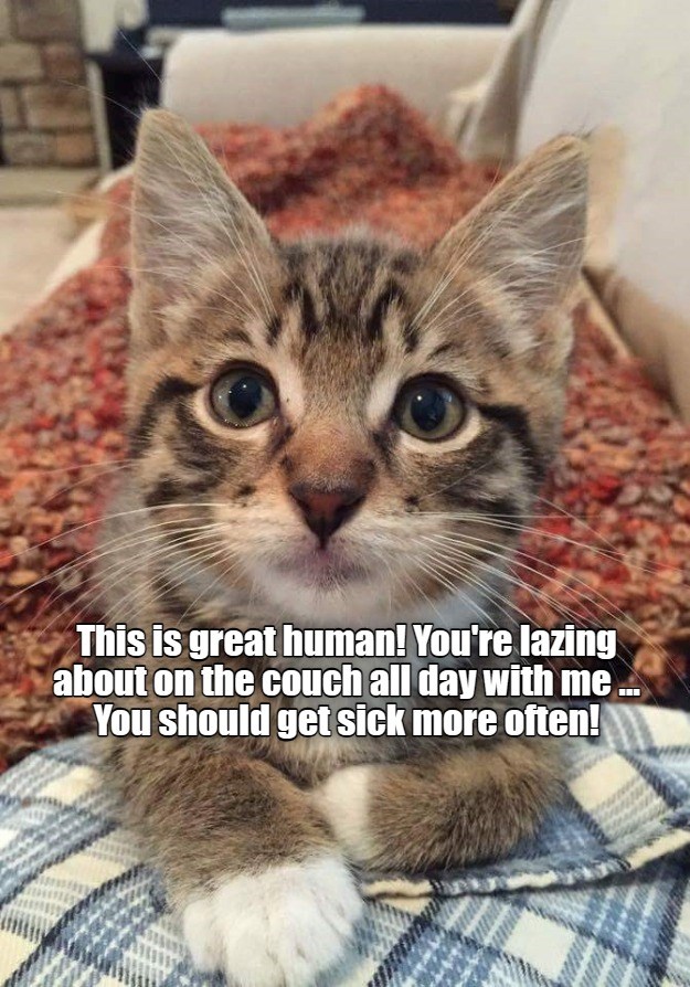 Always look on the bright side - Lolcats - lol | cat memes | funny cats ...