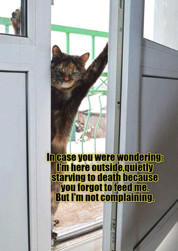 I don't like complaining - Lolcats - lol | cat memes | funny cats ...