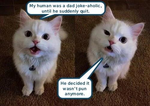 Not feline it - Lolcats - lol | cat memes | funny cats | funny cat ...