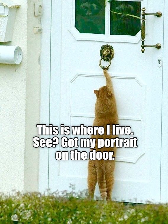 This is me - Lolcats - lol | cat memes | funny cats | funny cat ...