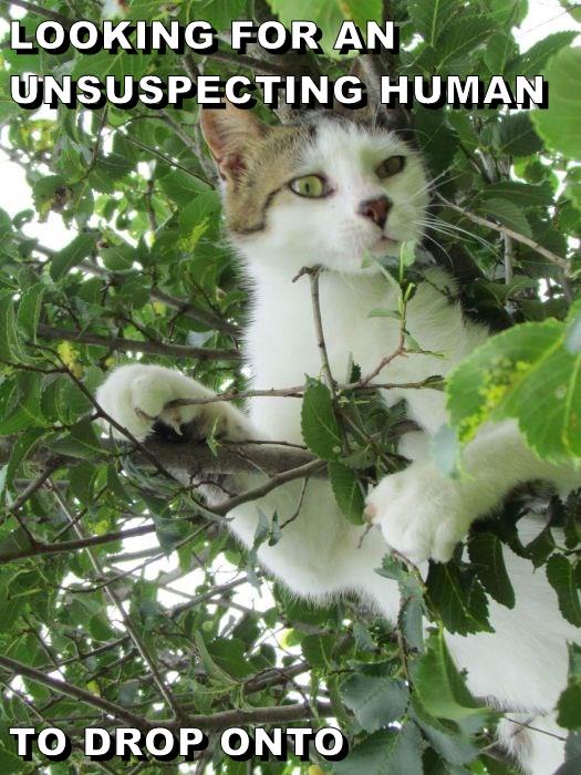 Searching, searching... - Lolcats - lol | cat memes | funny cats ...