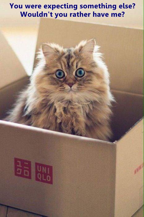 The purrfect delivery