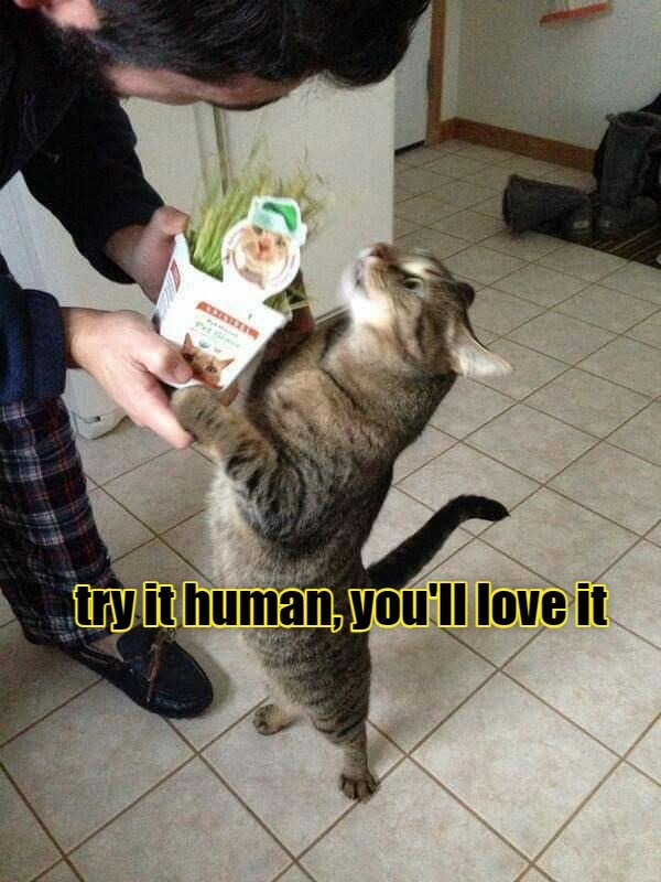 try it human, you'll love it - Lolcats - lol | cat memes | funny cats ...