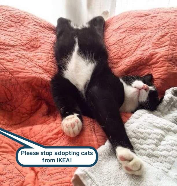 Instructions unclear - Lolcats - lol | cat memes | funny cats | funny ...