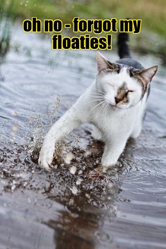 Oh nooo - Lolcats - lol | cat memes | funny cats | funny cat pictures ...