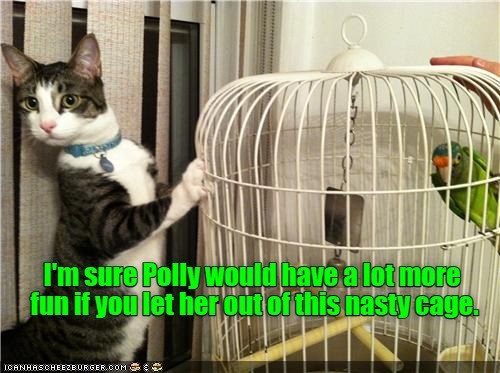 They could play together! - Lolcats - lol | cat memes | funny cats ...