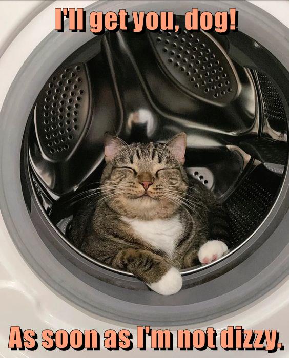 In-house spaceship - Lolcats - lol | cat memes | funny cats | funny cat ...