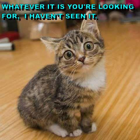 Innocent - Lolcats - lol | cat memes | funny cats | funny cat pictures ...