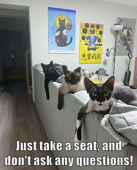 The Itty Bitty Kitty Committee Has Gathered Lolcats Lol Cat Memes Funny Cats Funny Cat 