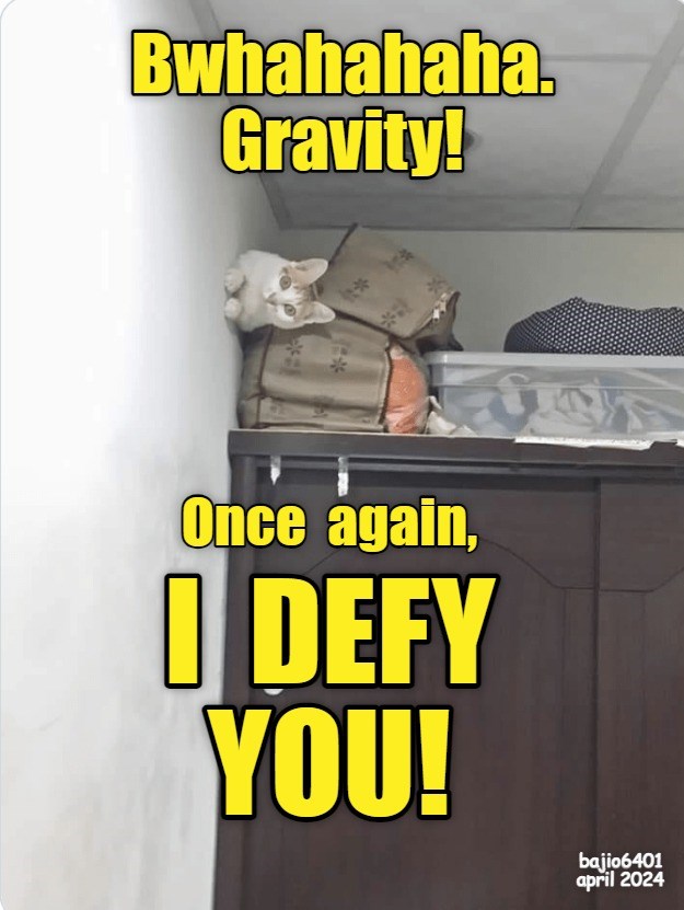 Gravity Who? - Lolcats - Lol 