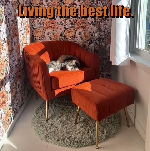 Living the best life - Lolcats - lol | cat memes | funny cats | funny ...