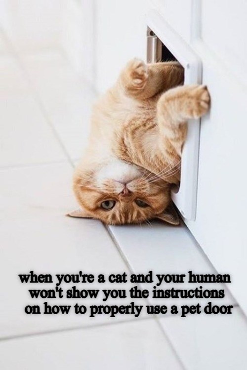 Instructions unclear - Lolcats - lol | cat memes | funny cats | funny ...