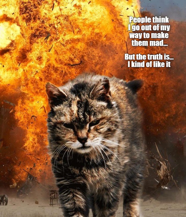 Truth be told - Lolcats - lol | cat memes | funny cats | funny cat ...