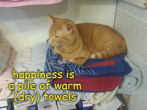 Happiness is - Lolcats - lol | cat memes | funny cats | funny cat ...